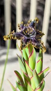 Image result for Ferraria