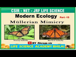 In mullerian mimicry, the mimic is always the organism, and the model is the common signal among the mimic species that honestly indicates inedibility. Lincoln Index Mullerian Mimicry Batesian Mimicry Youtube