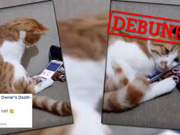 Did this cat really cuddle up to a video of his former owner – or is it a  hoax?