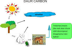 Skema daur nitrogen dan penjelasannya. Gambar Amp Jelaskan Skema Daur Karbon Amp Nitrogen Analisis Brainly Co Id