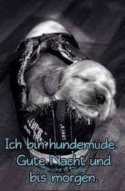 Doch vor allem süße hundewelpen sind zum verlieben und sie erobern sofort unser herz durch ihr. Gute Nacht Bilder Mit Hund Gb Bilder Gb Pics Gastebuchbilder