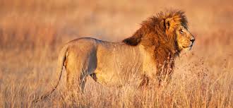 Intuitive fred888: African LIons: Most endangered species on earth