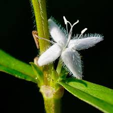 Image result for Rubiaceae