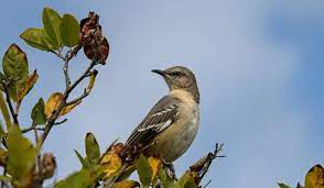 They are aggressive and have displaced some of our native songbirds by competing for nesting spots and food sources. How To Get Rid Of Mockingbirds Crate And Basket