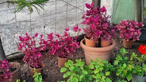 Image result for Iresine lindenii