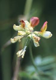 Image result for Lotus namulensis