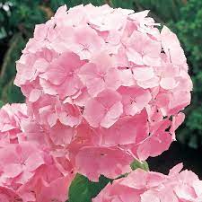 Spring Hill Nurseries Pink Forever And Ever Hydrangea Flowering Shrub In Pot Lowes Com Pink Hydrangea Hydrangea Potted Plant Hydrangea Potted