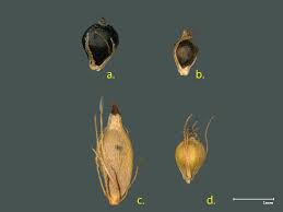 Image result for Eleocharis caduca