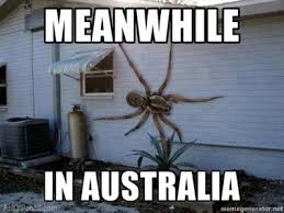 Nope Spider Google Search Spiders In Australia Spider Meanwhile In Australia