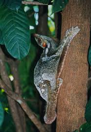 Our 2019 colugo compact stroller review. Sunda Flying Lemur Wikipedia