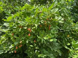 Image result for Blighia