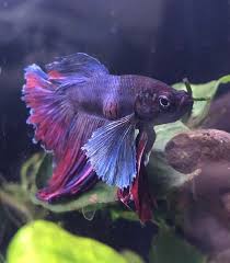 Betta Fish Dante Has A Swollen Lump Any Ideas On What It Could Be In 2020 Betta Fish Betta Fish