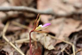 Image result for Nervilia adolphi