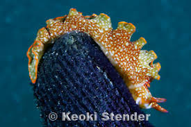 Image result for Isoglossa membranacea