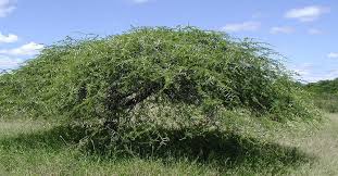 Image result for Acacia nilotica