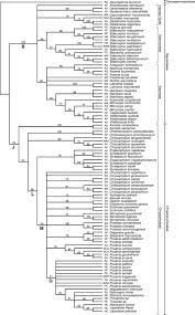 Image result for Synsepalum passargei