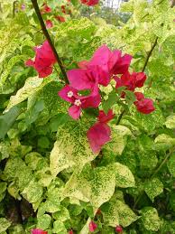 Pin On Rosliny Plants