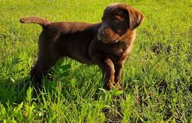 Lab puppies for sale near me. Meet Coco Male Akc Labrador Retriever Puppy For Sale In Godley Texas Labradorretriever Labrador Retriever Puppies Labrador Retriever Labrador Retriever Dog