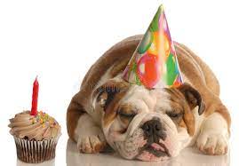 Birthday Dog Party Pooper English Bulldog With Birthday Party Hat Laying Besi Affiliate Pooper English Happy Birthday Dog Birthday Dogs Dog Birthday