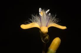 Image result for Droogmansia