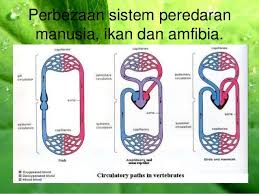 Oleh karena itu memiliki sistem peredaran darah tertutup karena memiliki kapiler (pembuluh) darah. Kuiz Bio T5 Bab 1 Fasa 4 Biology Quiz Quizizz