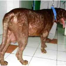 This information was relayed to both owners, including expected quality of life, both with and without treatment. Pdf Prevalence Of Hypothyroidism In Dogs In Haryana S Gulzar R Khurana D Agnihotri A Aggarwal And G Narang