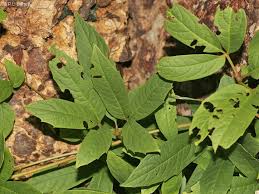 Image result for Ampelocissus obtusata