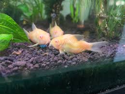 5° to 18° dh, lifespan : My Crooked Spine Cory Cat Fish He Doesn T Seem To Notice And Lives His Best Life With His Normal Buddies Aquariums