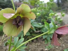 Check spelling or type a new query. Kaukazinis Eleboras Abchazinis Porusis Helleborus Orientalis Subsp Abchasicus