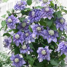 All you need to know about growing clematis, in our detailed grow guide. Growing Clematis Complete Guide To Growing Clematis Vines Bulb Blog
