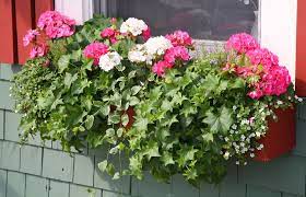 Kleines einmaleins der geranienpflege geranien (pelargonien): Geranien Uberwintern 4 Moglichkeiten Vorgestellt