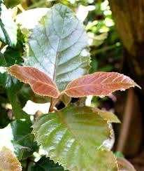 Image result for Curtisia dentata