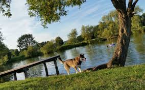 Wandern oder radfahren trägt zur touristischen attraktion und großen beliebtheit der region. Wolfgangsee Ferienwohnung Mit Hund Am See In Osterreich