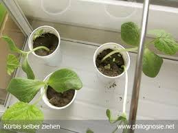 Kurbis Pflanzen Hokkaido Selber Anbauen Ernten Philognosie Kurbis Pflanzen Pflanzen Hokkaido Pflanzen