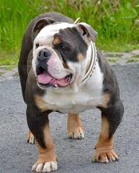 At 3 weeks he is rolly polly cute. Olde English Bulldogge Tri Colour Bulldog Puppies English Bulldog Puppies Bully Breeds Dogs