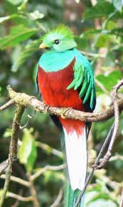 Darren jessop, managing director at c. Blogging Thru The Alphabet Animals Q Is For Quetzal Guiding Light Homeschool