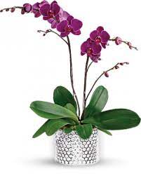 Her studio, located in sandestin, fl offers a small class size which allows for more instructor/client interaction.… Glorious Orchid Colors May Vary In Santa Rosa Beach Fl 1920 Co