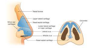 Nasal Bone The Definitive Guide Biology Dictionary