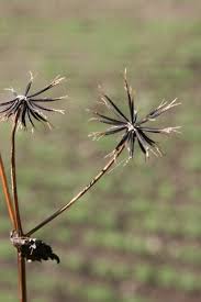 Image result for Bidens pilosa