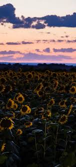 See more ideas about sunset, beautiful sunset, sky aesthetic. Sunflower Fields Wallpaper Posted By John Tremblay