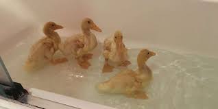 If you only have one or two baby ducks the brooding area could even be a large cardboard box. 13 Year Old Rescues Abandoned Ducks And Lets Them Splash Around In Her Bathtub The Dodo