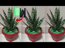 Kak Sdelat Haworthia Zebra Plant Iz Polietilenovogo Paketa Plastikovye Cvetochnye Podelki Youtube Bunga Kreatif Ide
