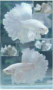 Thought at first to be a very pale specimen of the cambodian type of betta. Pin On Albino Animals
