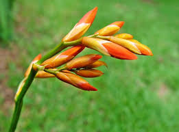 Image result for Crocosmia aurea
