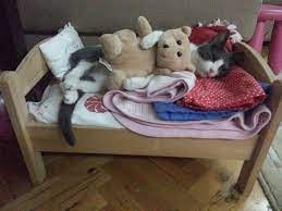 uykucu kedi kedi