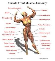 On this page is a list of the muscle names with exercises to help develop that muscle and understanding. 57 Names Of Muscles Ideas Muscle Anatomy Anatomy And Physiology Human Anatomy