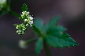 Image result for Sanicula elata