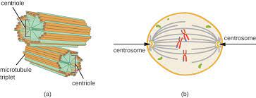 What Role Do Centrioles Play In Cell Division Biology Dictionary Eukaryotic Cell Cell Division Cell