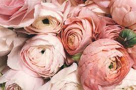To share the highest quality flowers with hawai'i. Wilmington Florist Flower Delivery By Flowers By Yukie