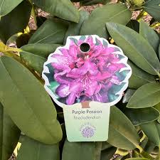Image result for Rhododendron